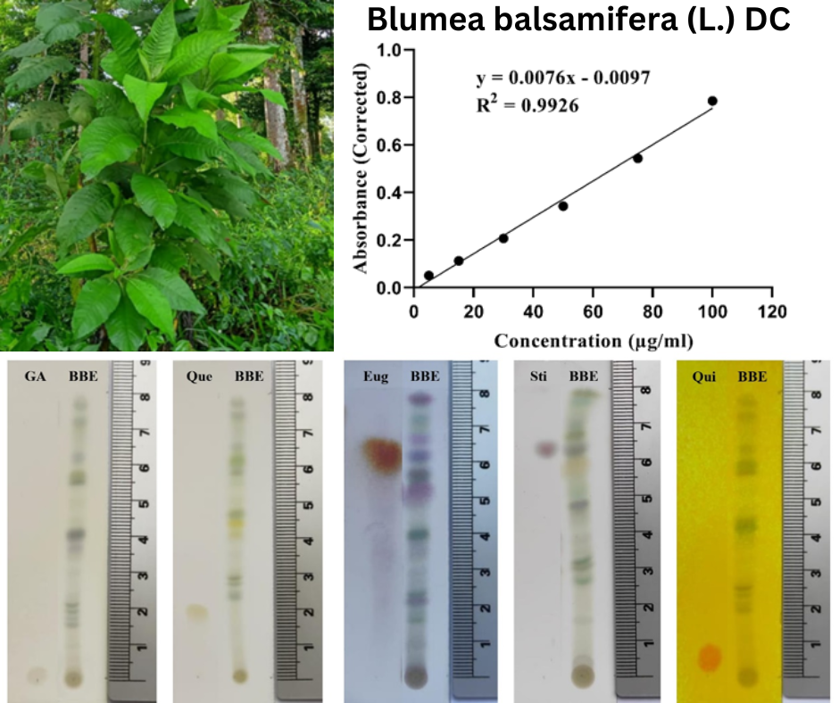 the characteristics of B. balsamifera extract through a series of standardization processes. The dried leaves of B. balsamifera were powdered and macerated with 70% ethanol.