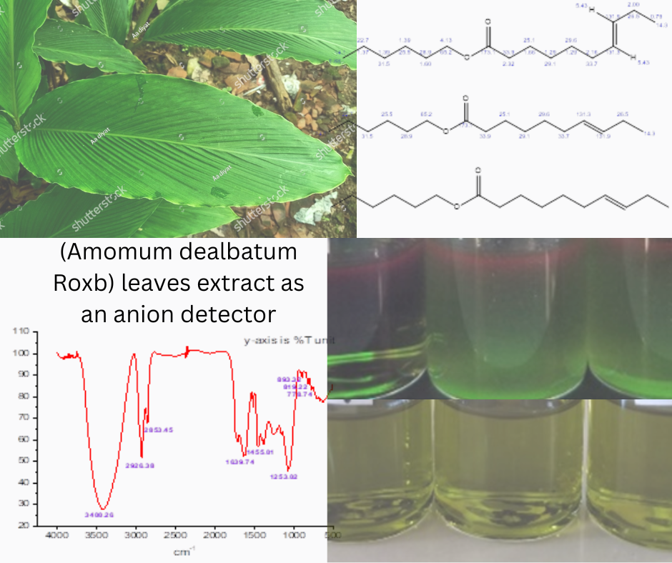 Characterization of methanol extract from Renggak (Amomum dealbatum Roxb) leaves and its application as an anion detector.