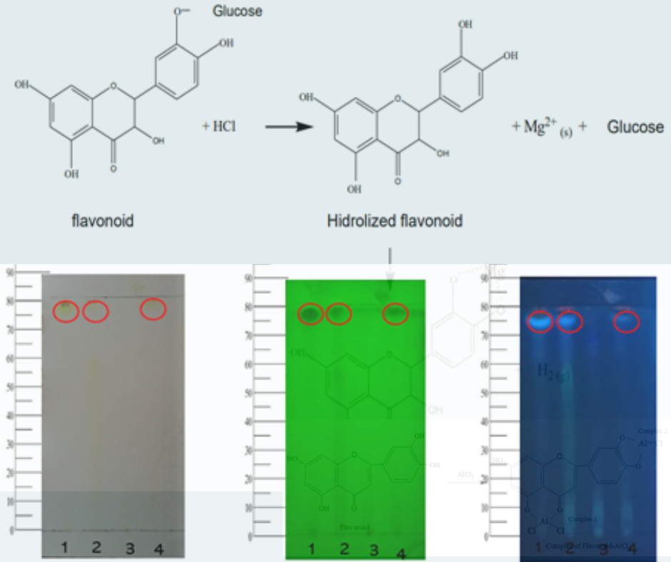   Determination of total flavonoid content from extract and fractions of mangrove (Rhizopora mucronata) leaves