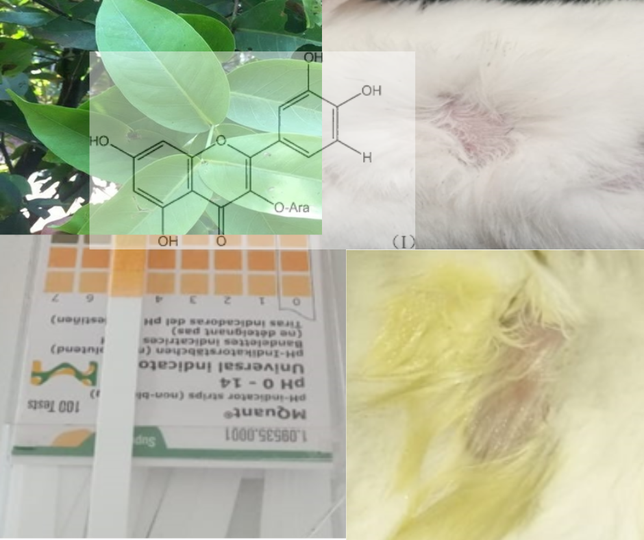 sical test and irritation test of water guava leaf extract (Syzygium aqueum) as a natural spray hand sanitizer