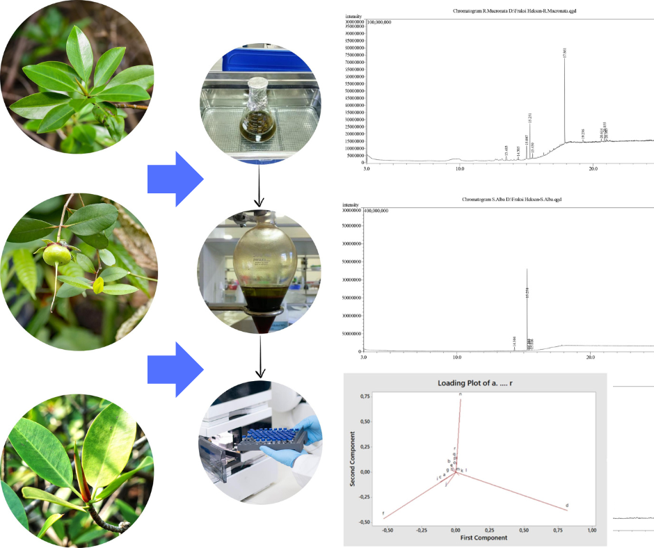 Exploration of secondary metabolite profile in the n-hexane fraction of Rhizophora mucronata, Avicennia marina, and Sonneratia alba 