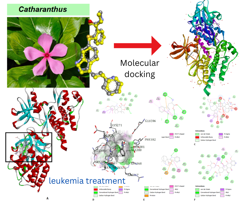 Molecular docking study of catharanthus roseus compounds as potential ABL1 inhibitors for leukemia treatment