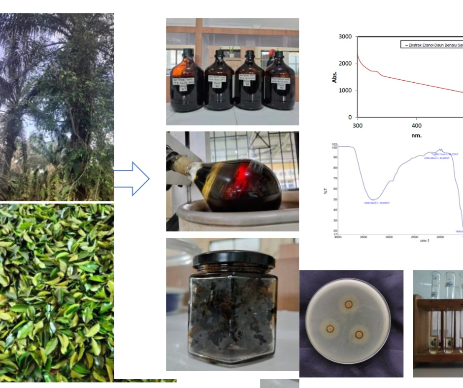 Extraction and total phenolic content from mistletoe on oil palm (Ficus heteropleura Blume) leaves and evaluation of their antibacterial and antioxidant activities.