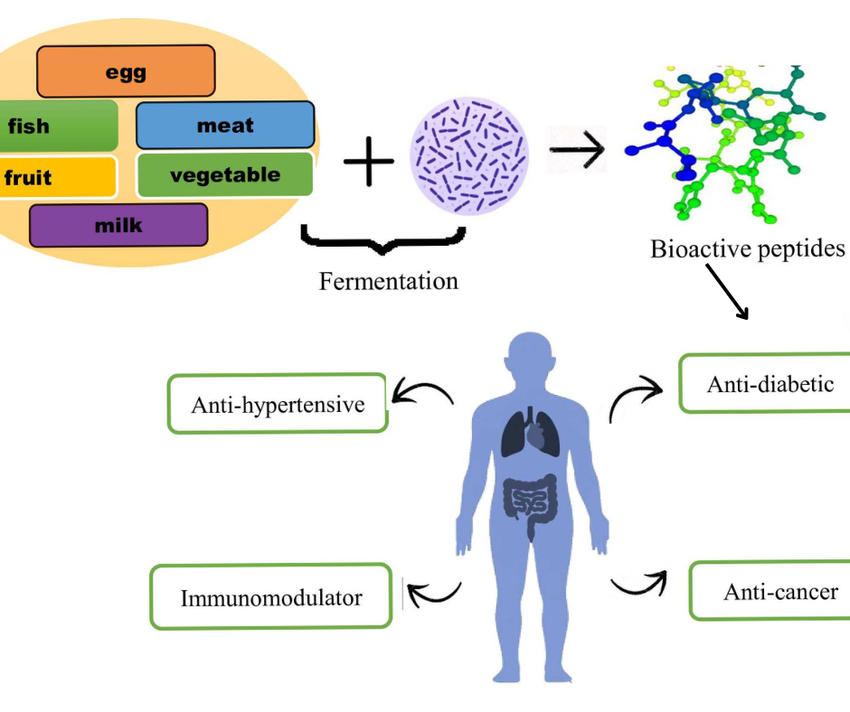 Bioactive peptides from traditional homemade fermented foods as an alternative for treatment