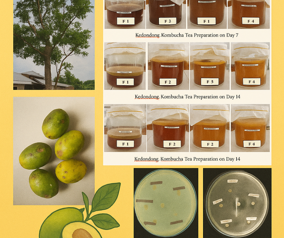 Kombucha from ambarella fruit as a natural antibacterial agent against Escherichia Coli and Staphylococcus aureus