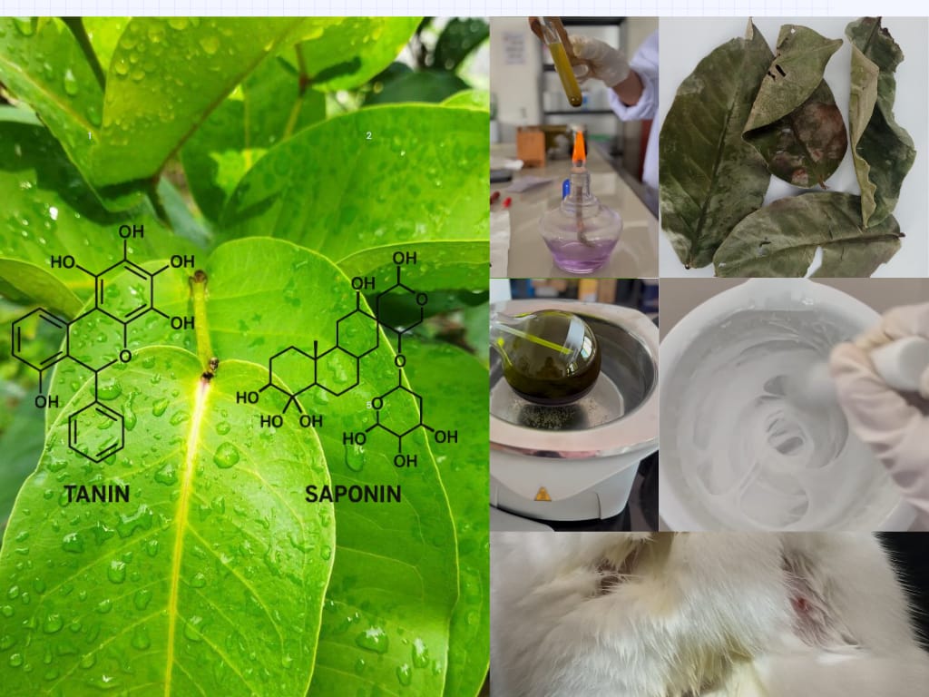 Photoprotective efficacy and safety evaluation of Syzygium aqueum leaf extract in topical sunscreen formulations