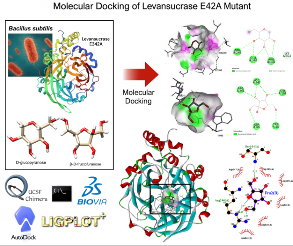 Molecular docking study of mutant levansucrase (E342A) from Bacillus subtilis as a receptor for D-glucopyranose and β-D-fructofuranose ligands