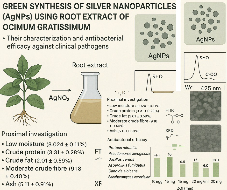 Synthesis and characterization of silver nanoparticles using Ocimum gratissimum root extract and their biological activities against some clinical pathogens