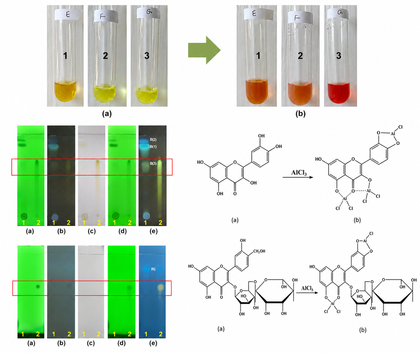 Determination of total flavonoid content in the ethanol extract of Renggak fruit (Amomum dealbatum roxb.) using uv–vis spectrophotometry
