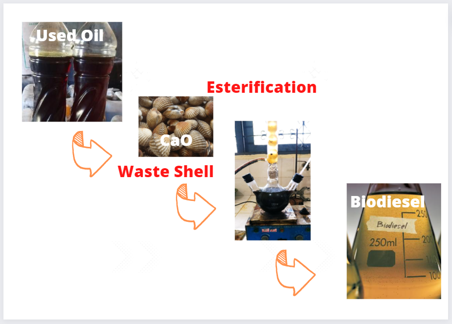 Biodiesel production from used cooking oil. Waste shell as catalyst.